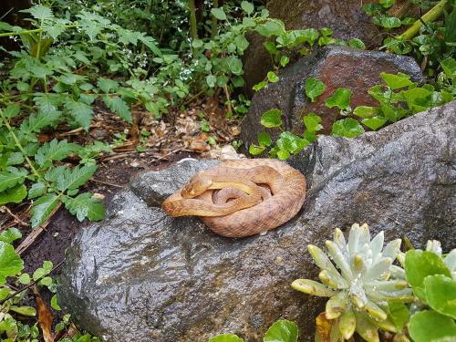 Harmless brown tree snake