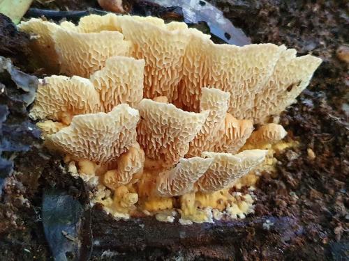 Fungi at Mary Cairnscross
